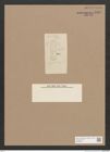 Diatomeae indet. Zeichnungen Sammlung Grunow Nr. 1454 (NHMW-BOT-W0368451)